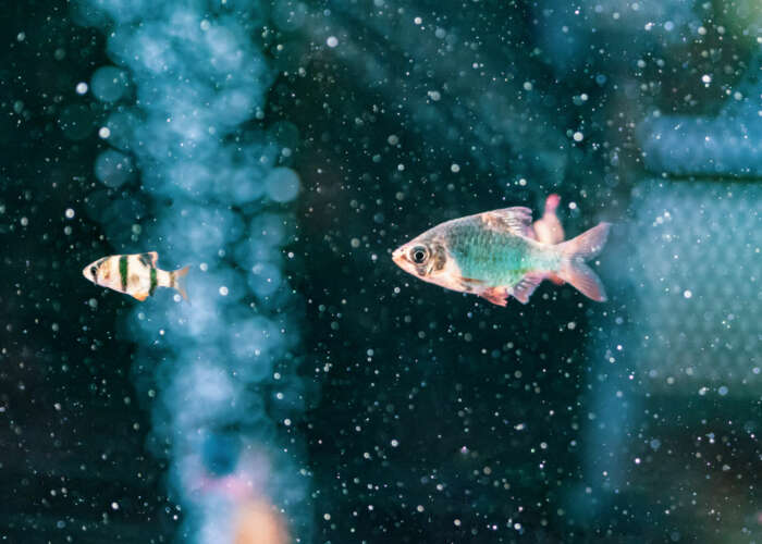 Close up beautiful tropical fish swimming in transparent water of home aquarium